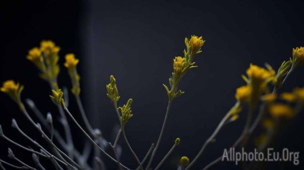 The Importance of Depth of Field in Macro Photography